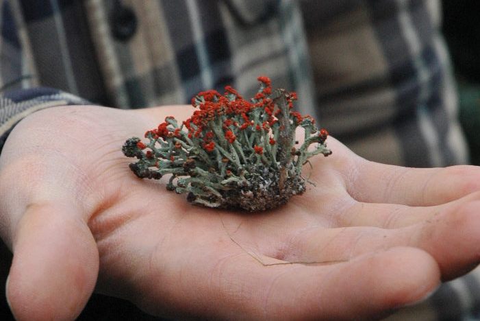 A hand holding a lichen with red caps.